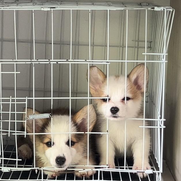 汪星人犬舍
