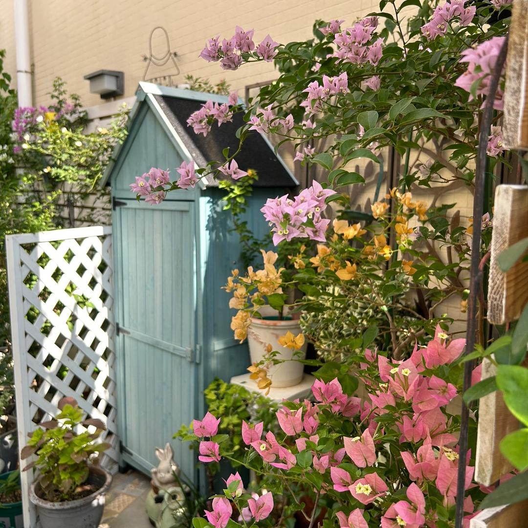 小树花园