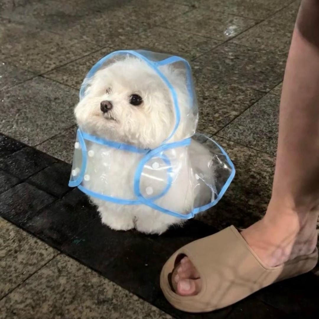 张鱼@