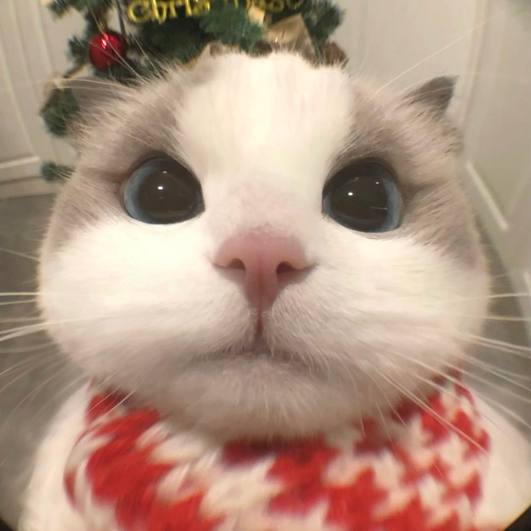 我爱吃汉堡和薯条