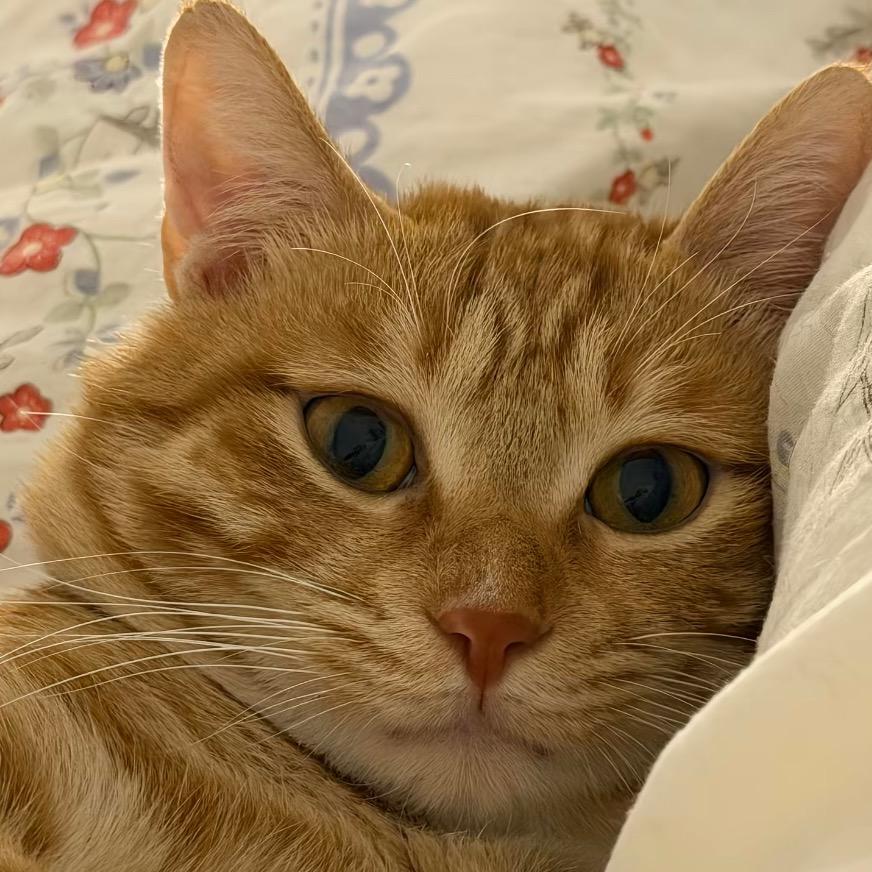 西红柿🚴蛋🍅