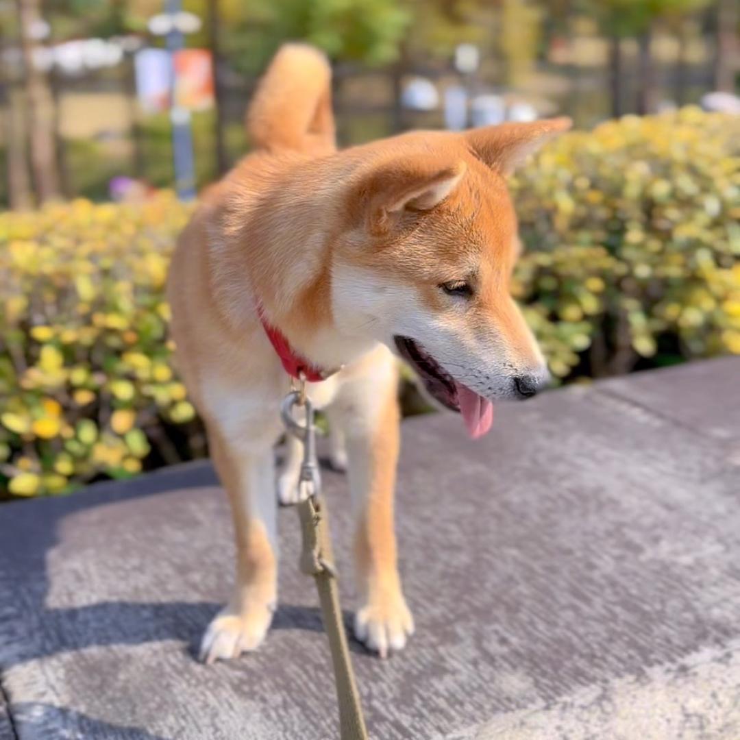元元