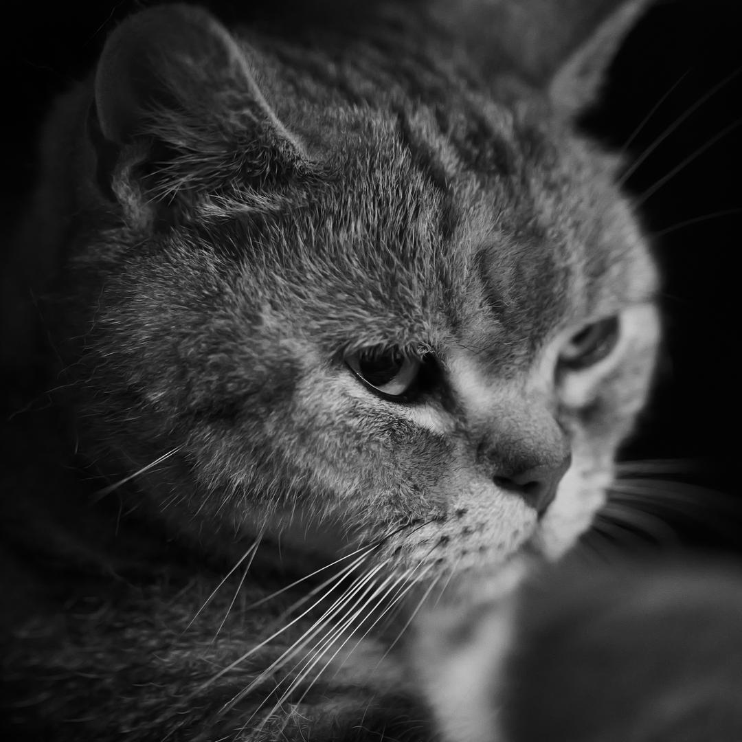 海盗是只猫