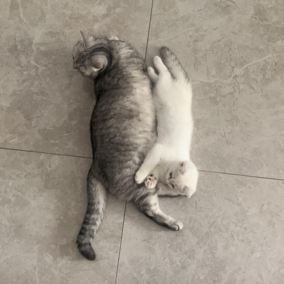 十二（三角洲行动）