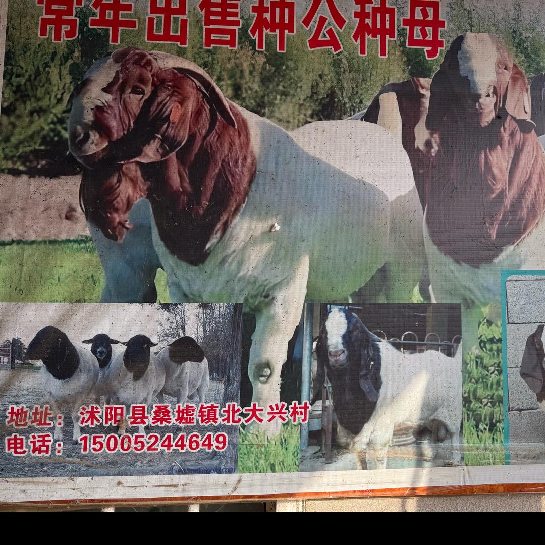 波尔山羊养殖基地（羊贵妃）