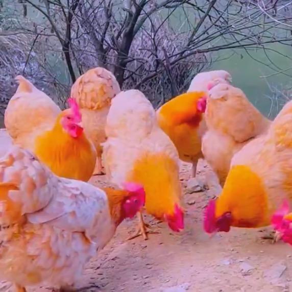 养鸡小达人💕❤️
