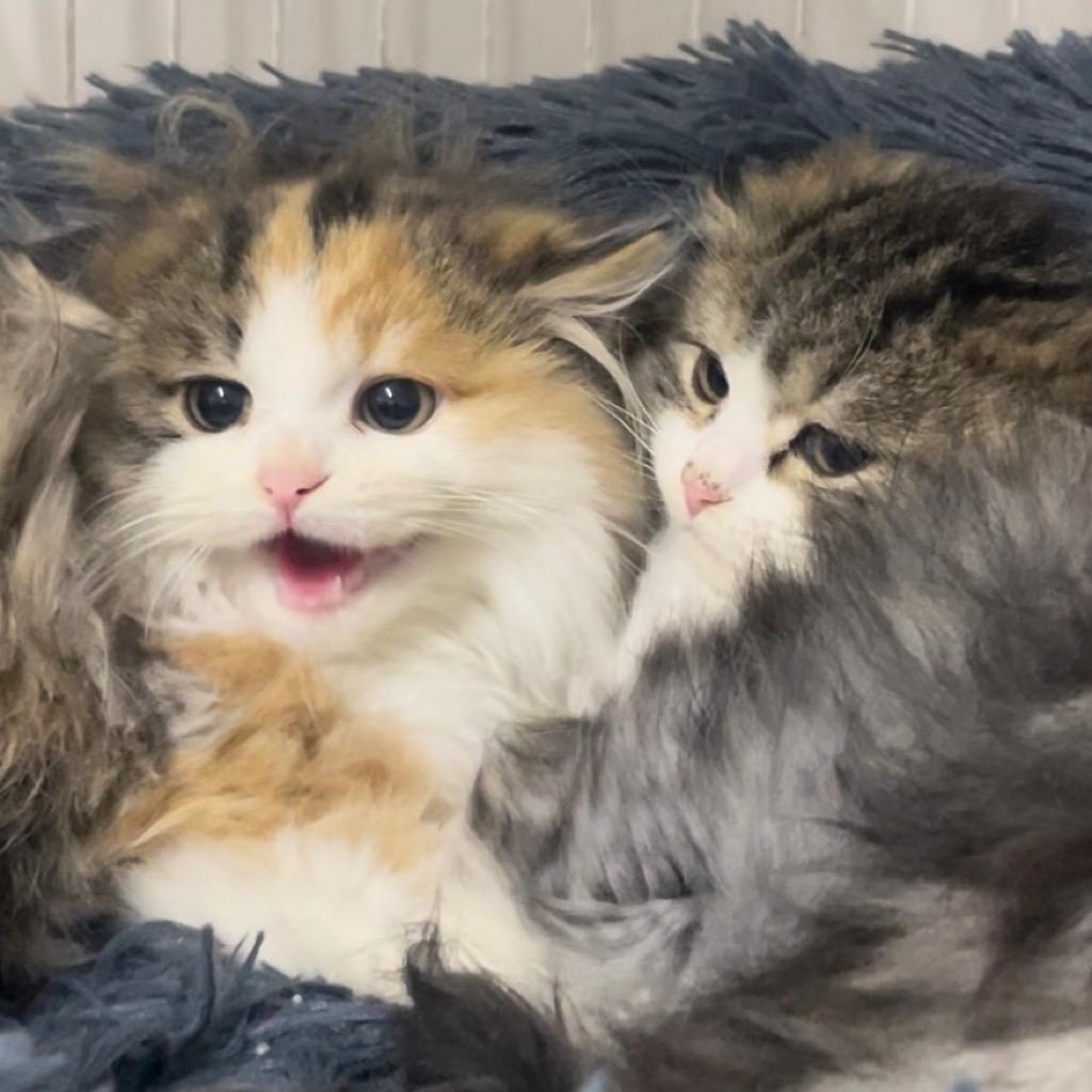 一只三三酱🐈