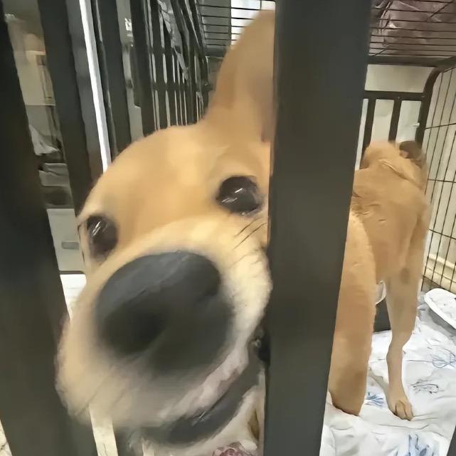 麻辣毛肚
