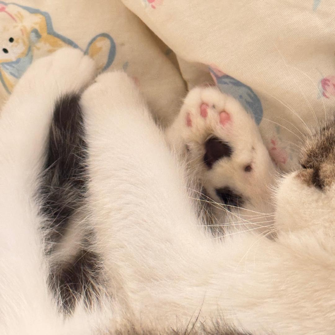 小虫不吃鸡胸肉