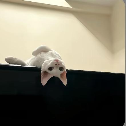 奕静