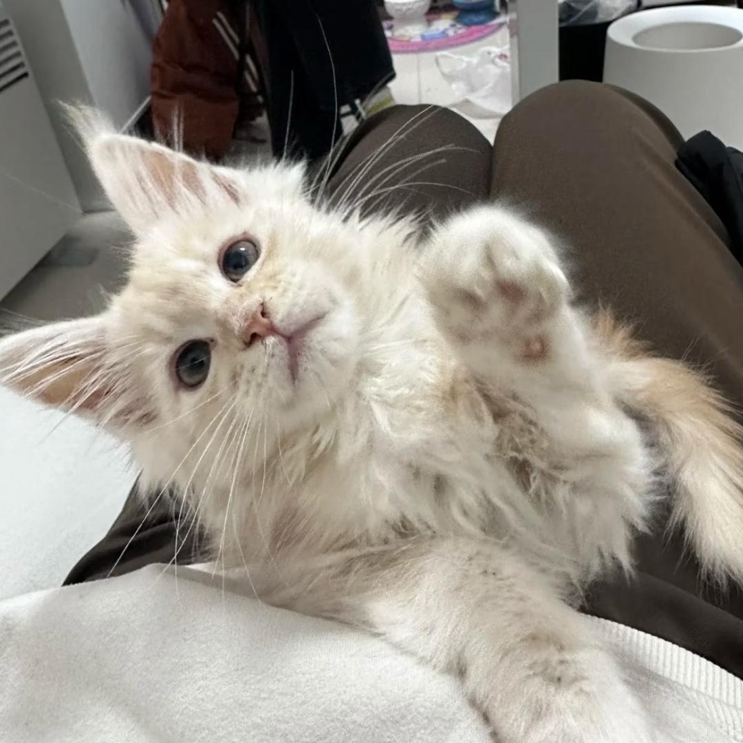 牧羊犬