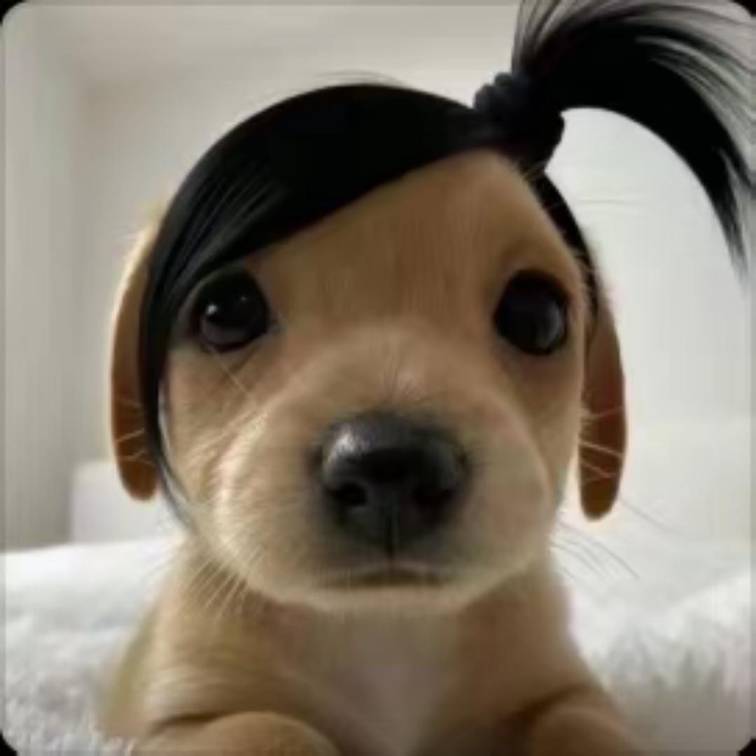 爱吃萝卜和青菜