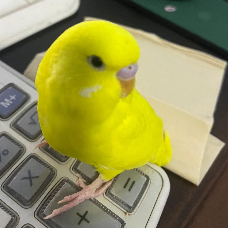 运城手养鹦鹉