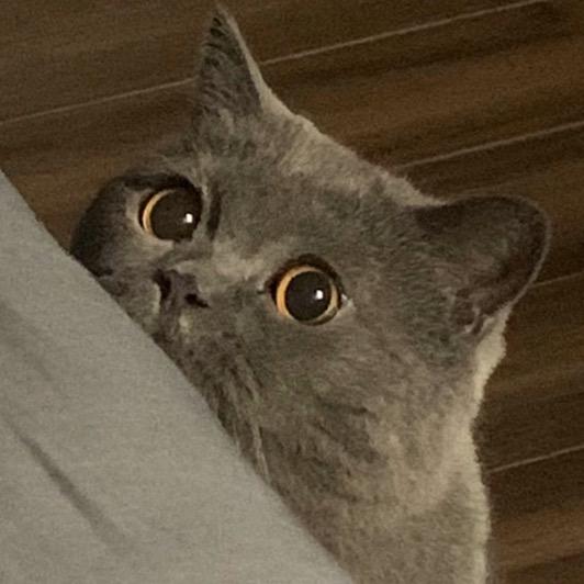 噜噜猪咪