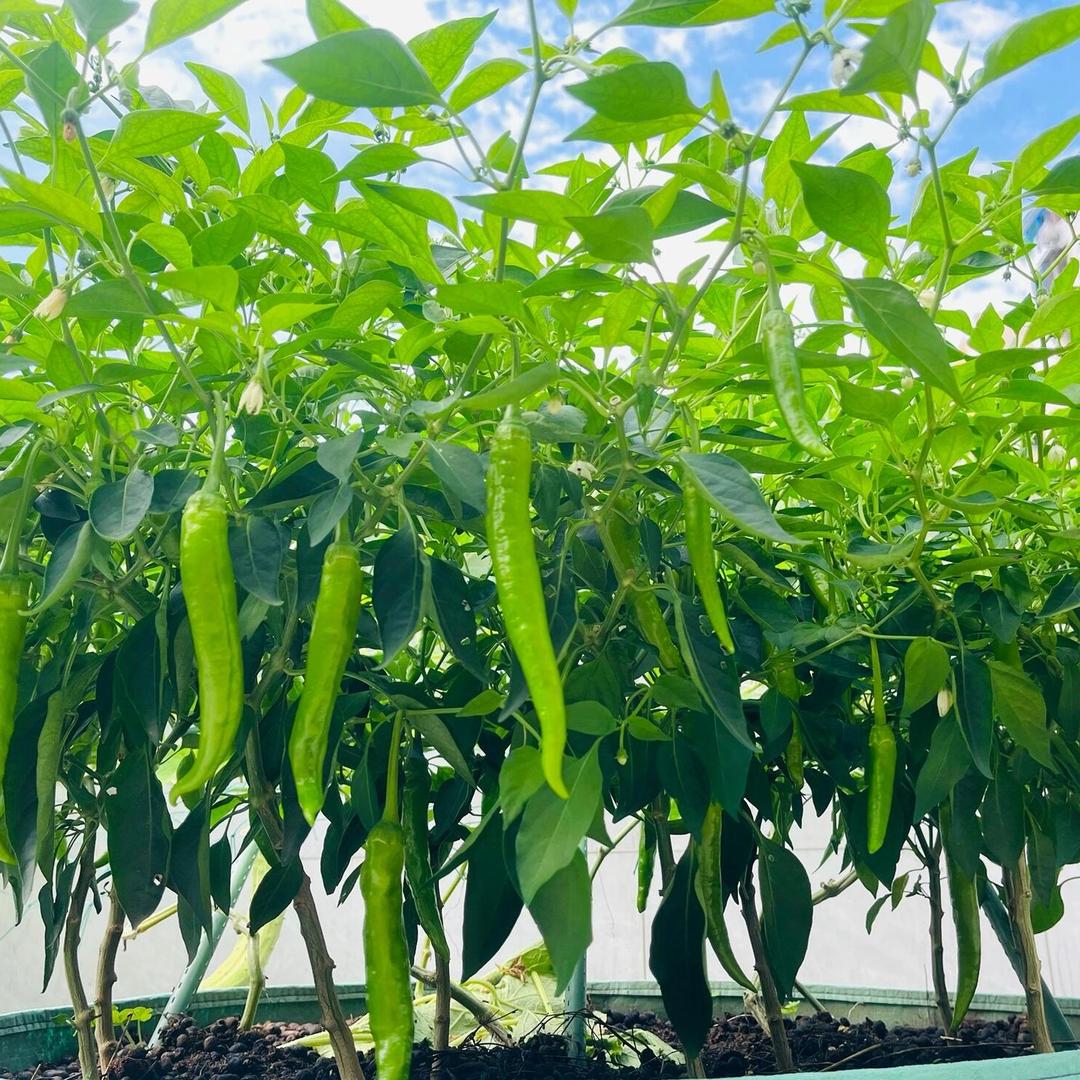 草根爱农业