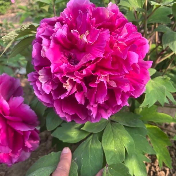 菏泽鸿运牡丹香种植基地