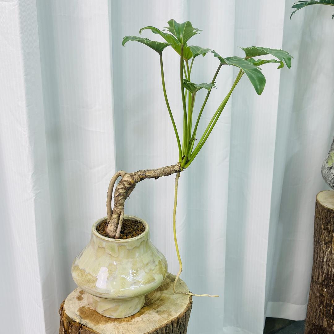 蕨醒森林
