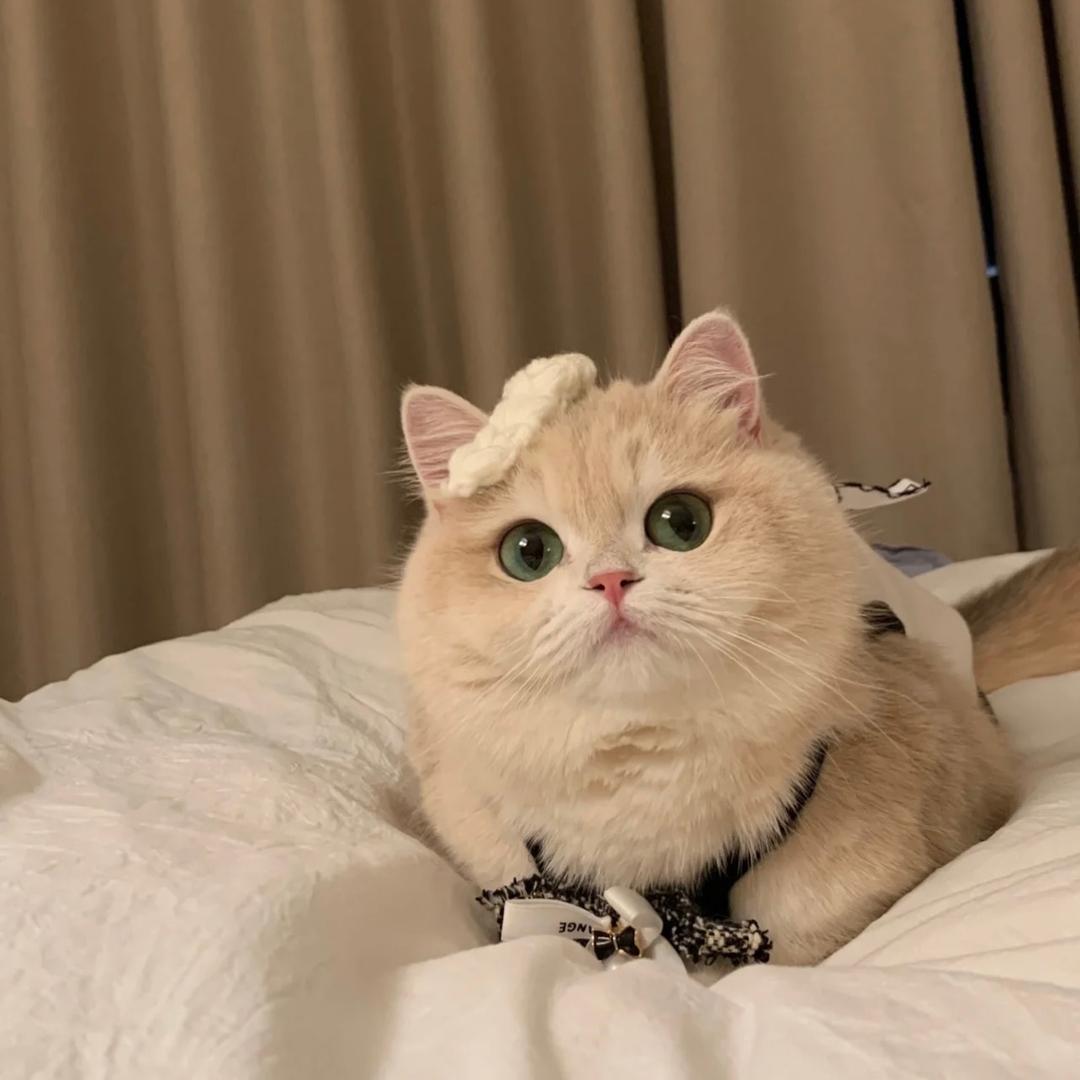 粉黛红颜，