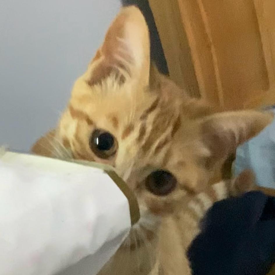 茶汀（接代✂️）