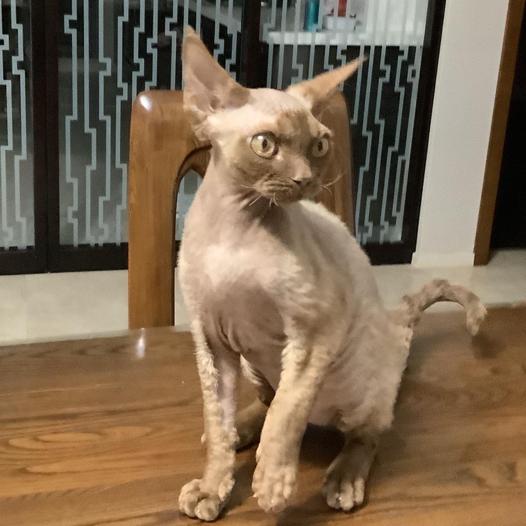 可儿（爱看变温领地）