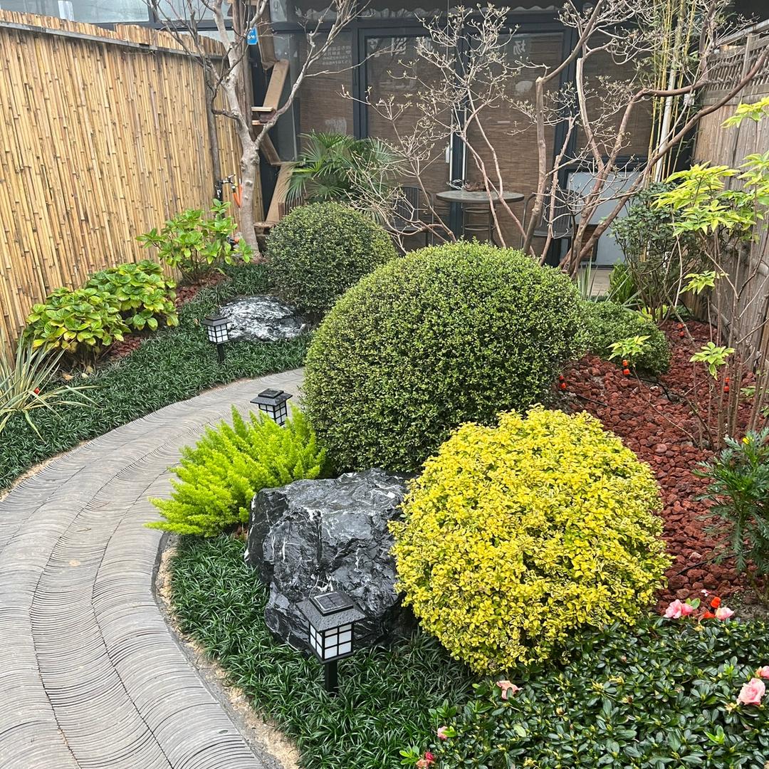 青州倾城花镜庭院植物