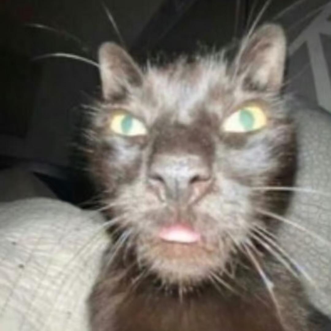 晚安Zzz