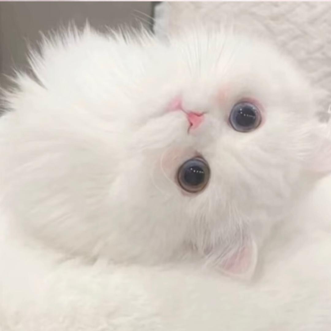 姩姩♔