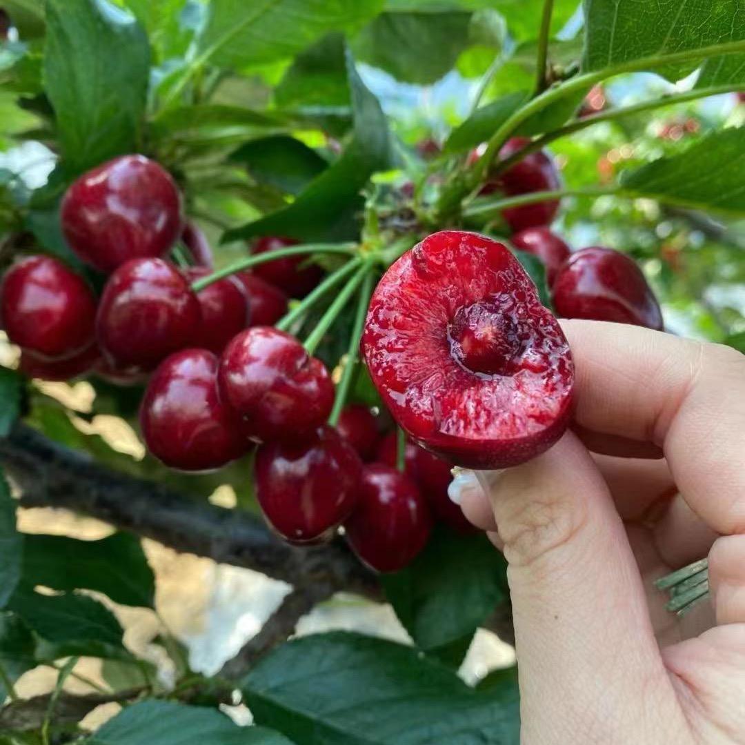 天蓝农业果树基地
