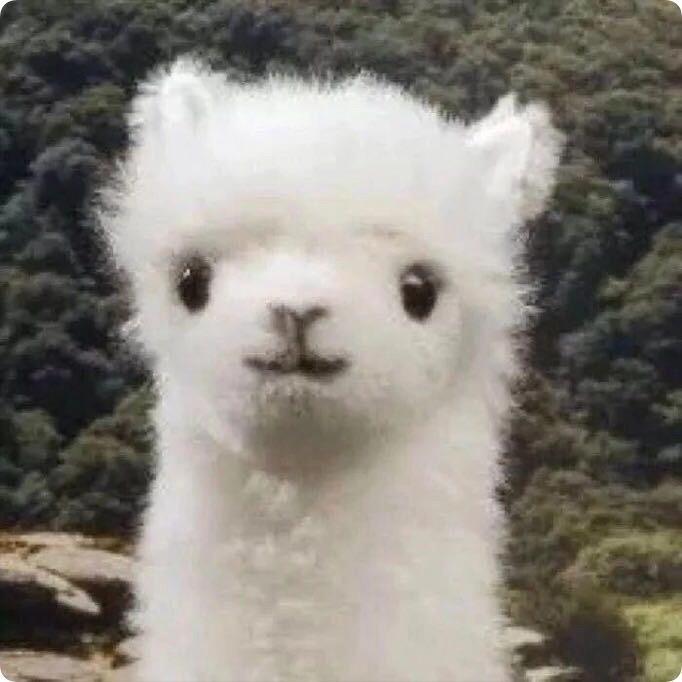 bobohui