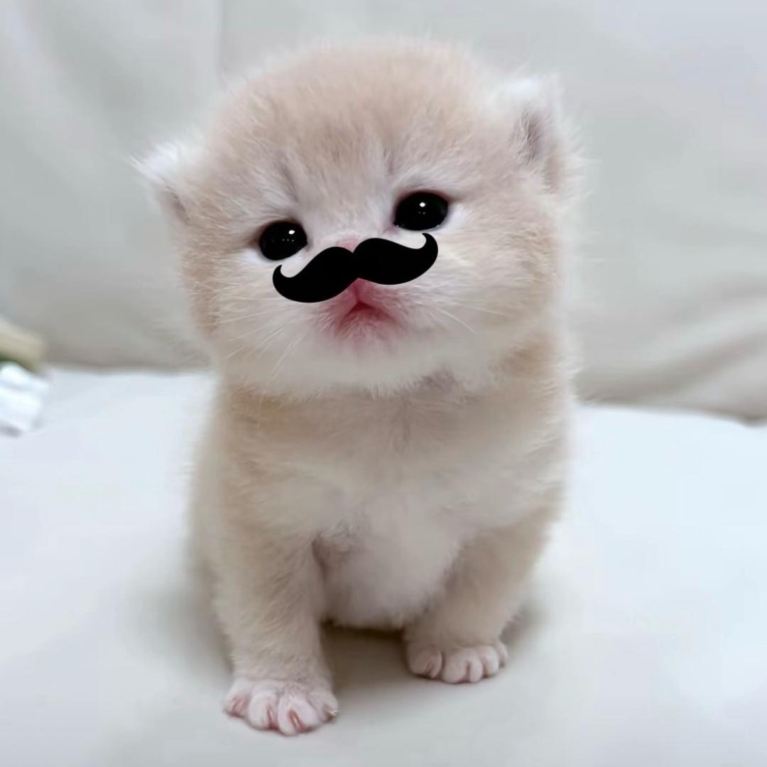 小᳐猪宝᳐੭