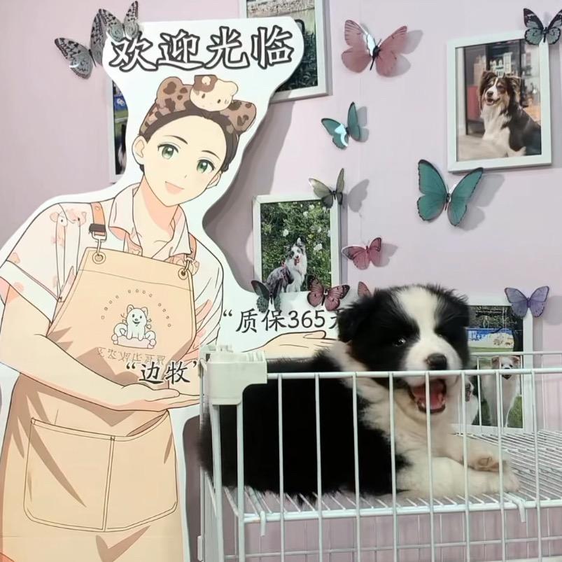 菲菲边牧找新家