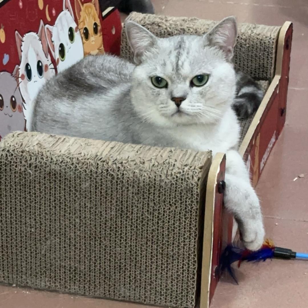 岁岁是只猫