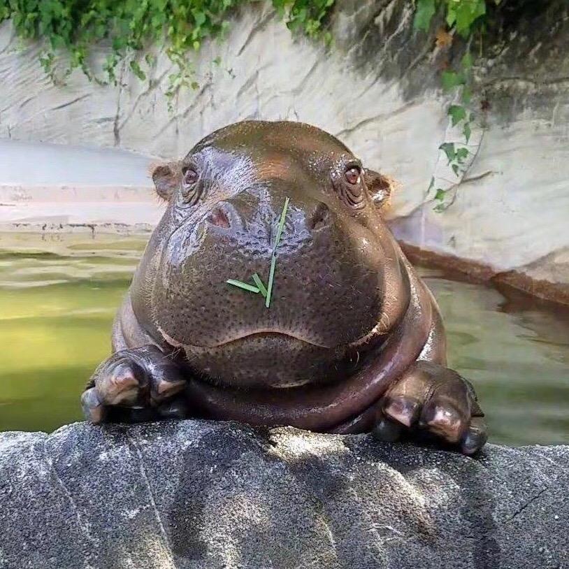 Forrest　　　　　╲   　　　༽