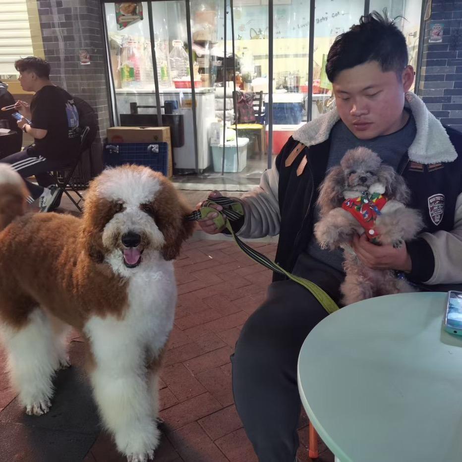 游泳教练爱养狗🐶