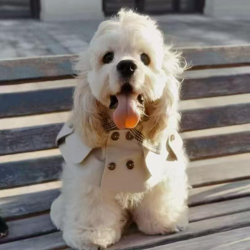 津乐家萌宠～新脸版美卡