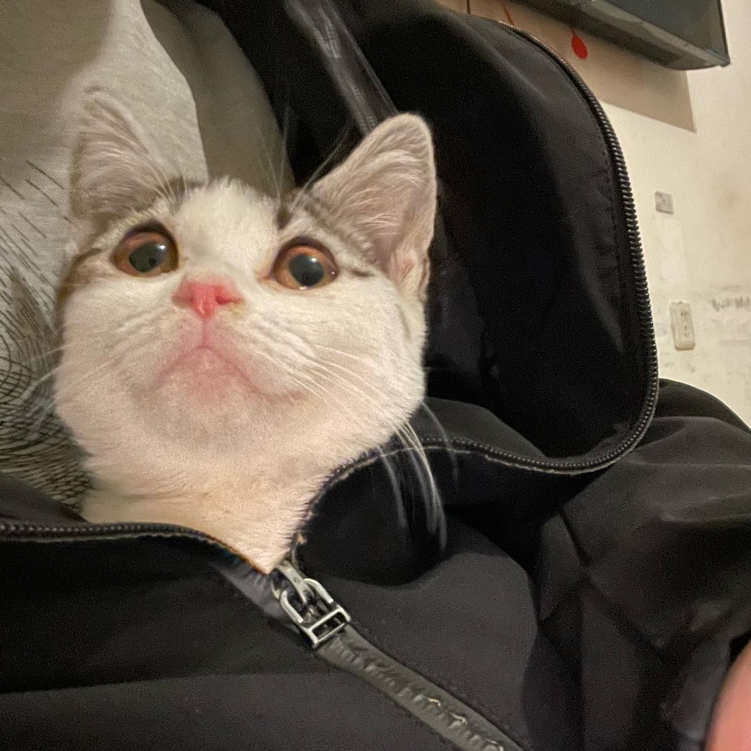 达拉崩吧