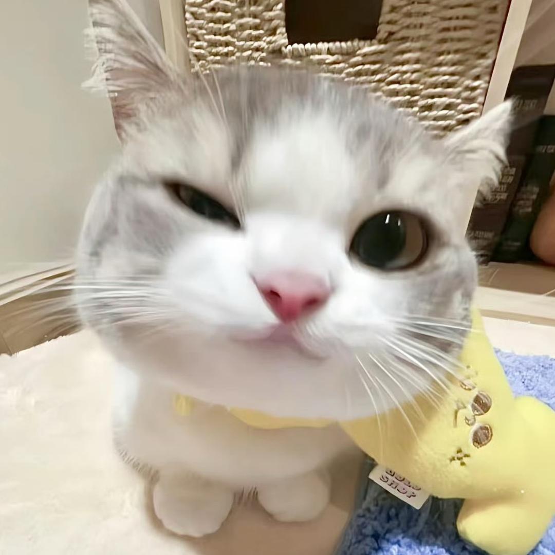 QQ星