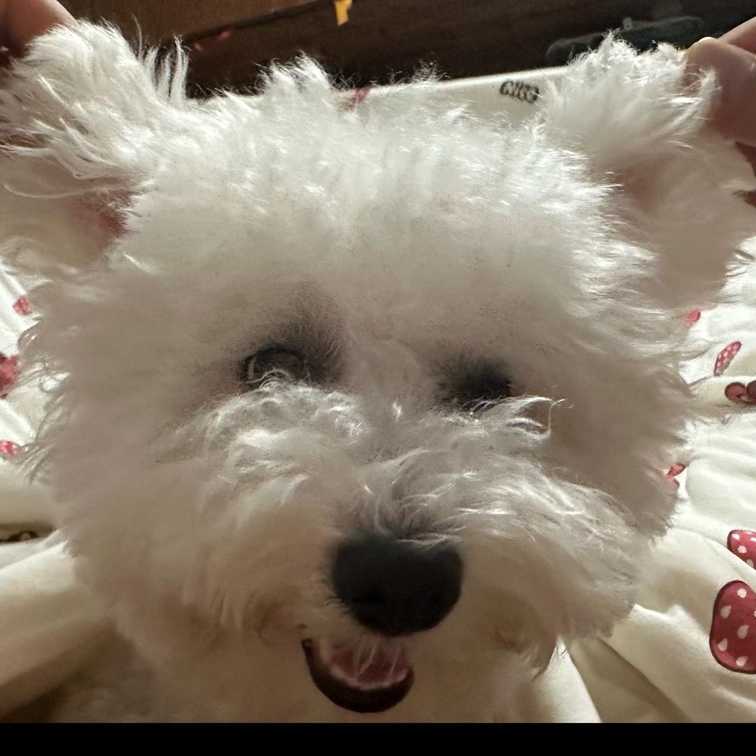 坨坨不是狗～🌈🌈