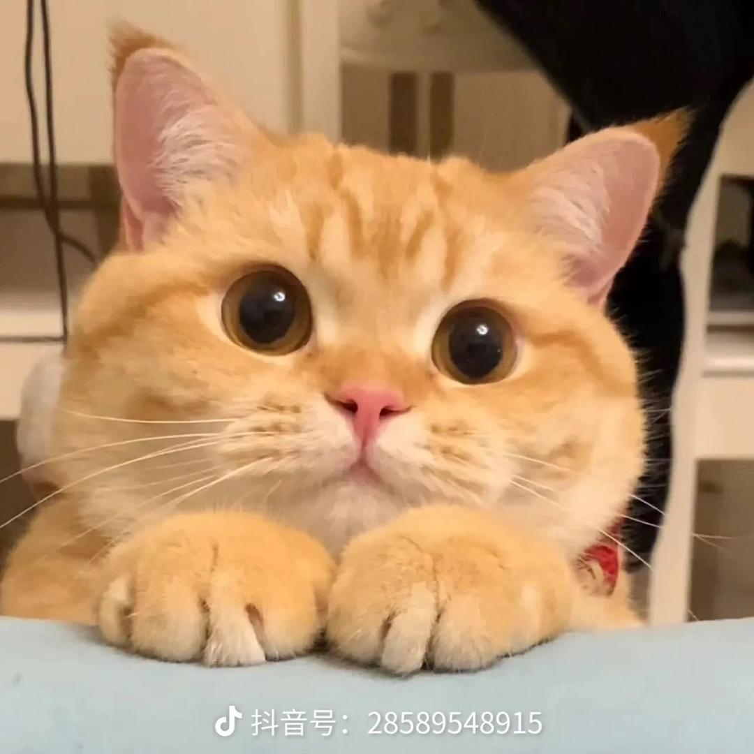 招财喵💕