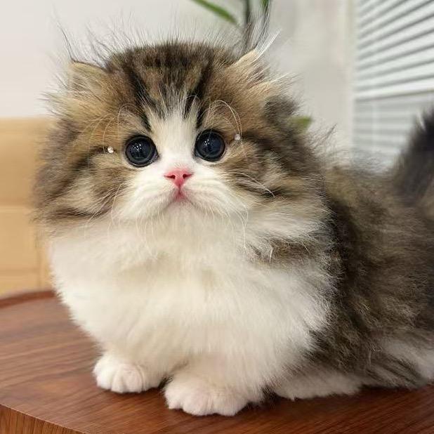 多宝宠车（猫狗好物版）