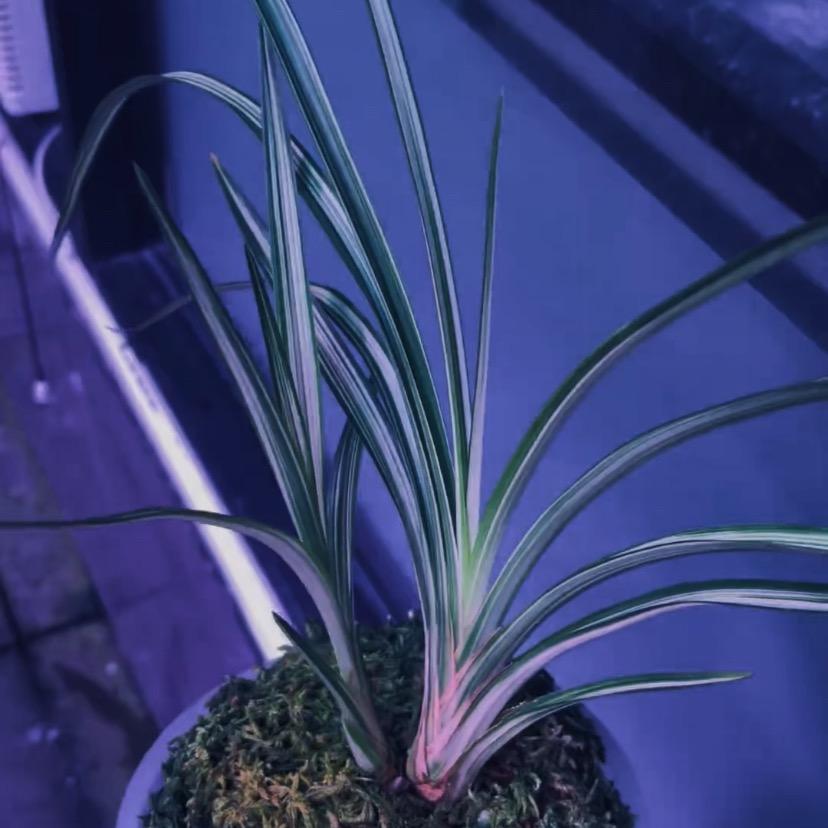 腾山花卉