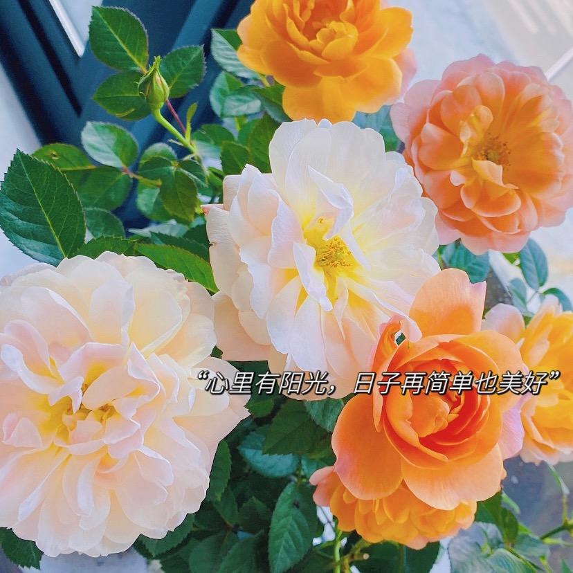 🌈🌈柚子皮的质感