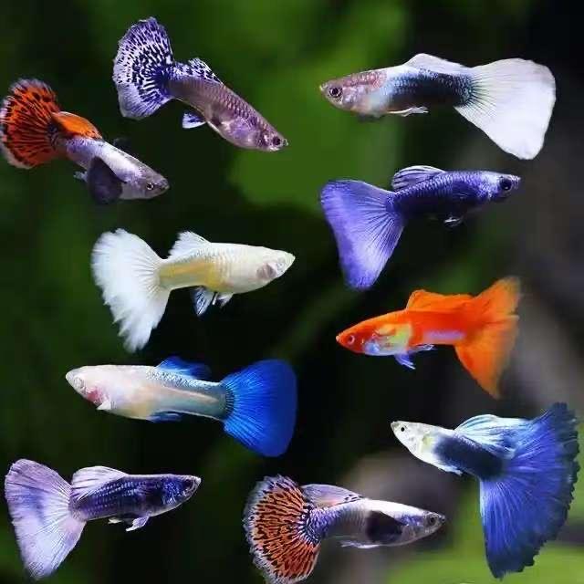 个哥孔雀鱼