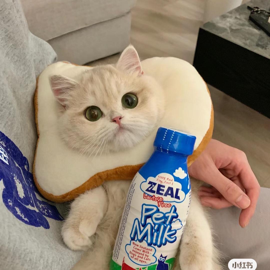 椿楸ღ