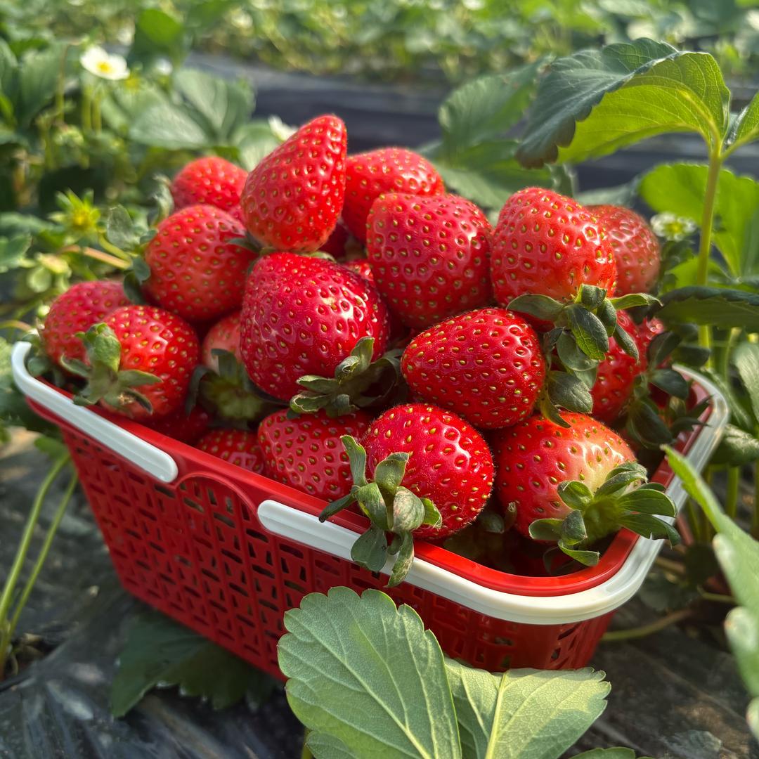 🍓咩咩咩（日常生活号）
