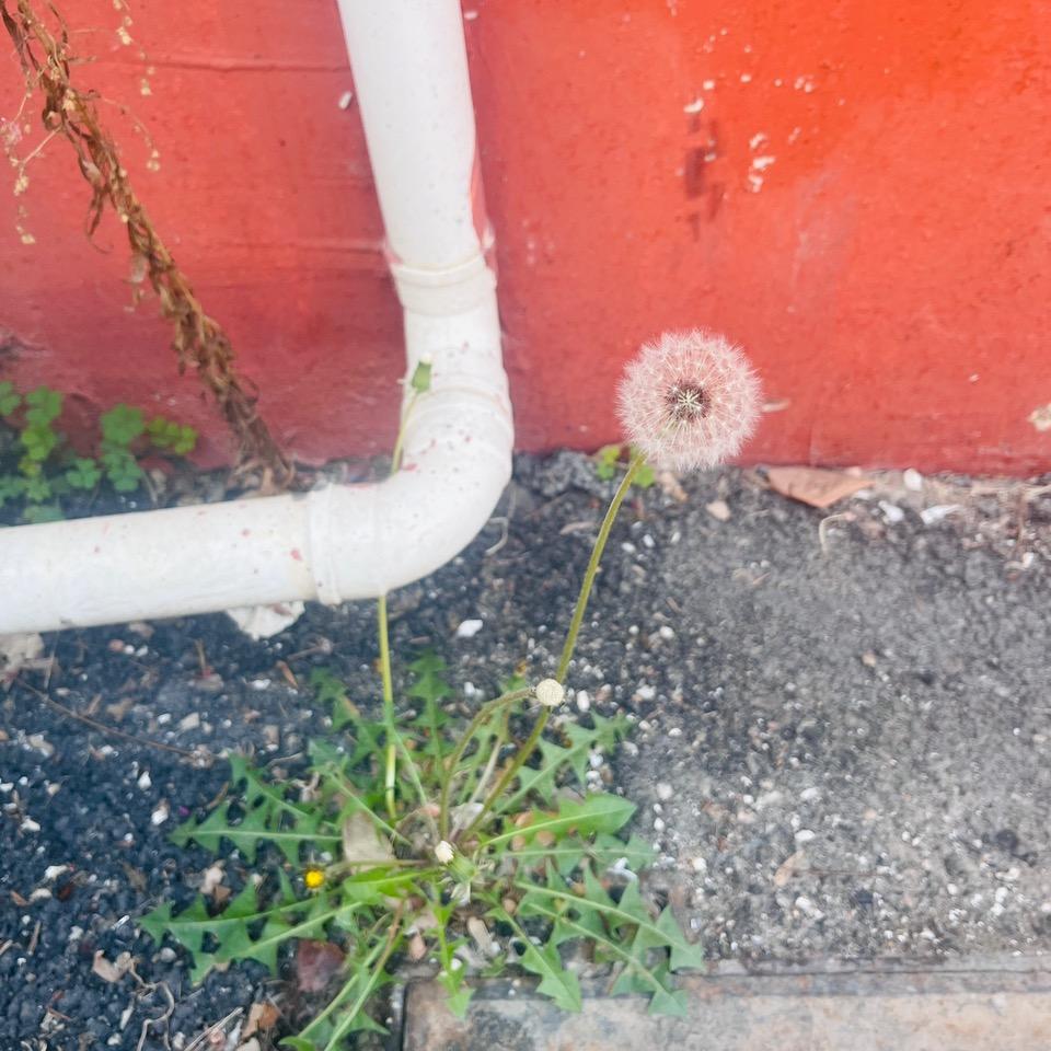 箫谱