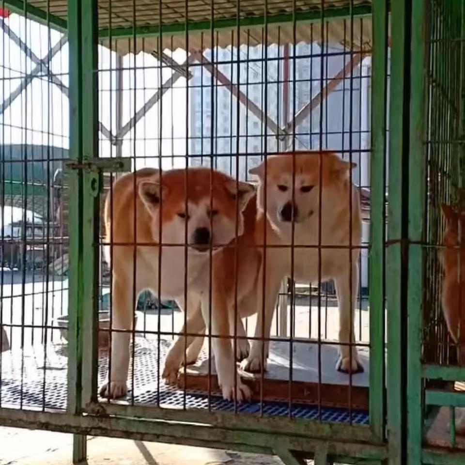 宠物养殖