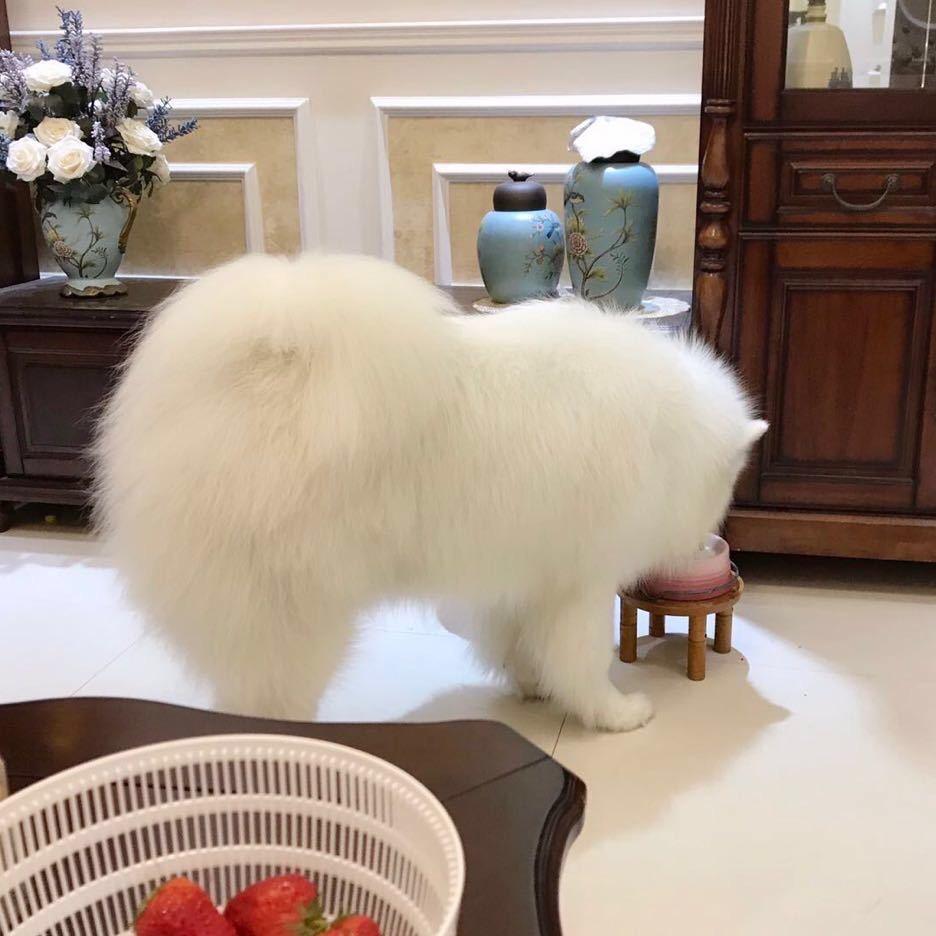一颗小橘子