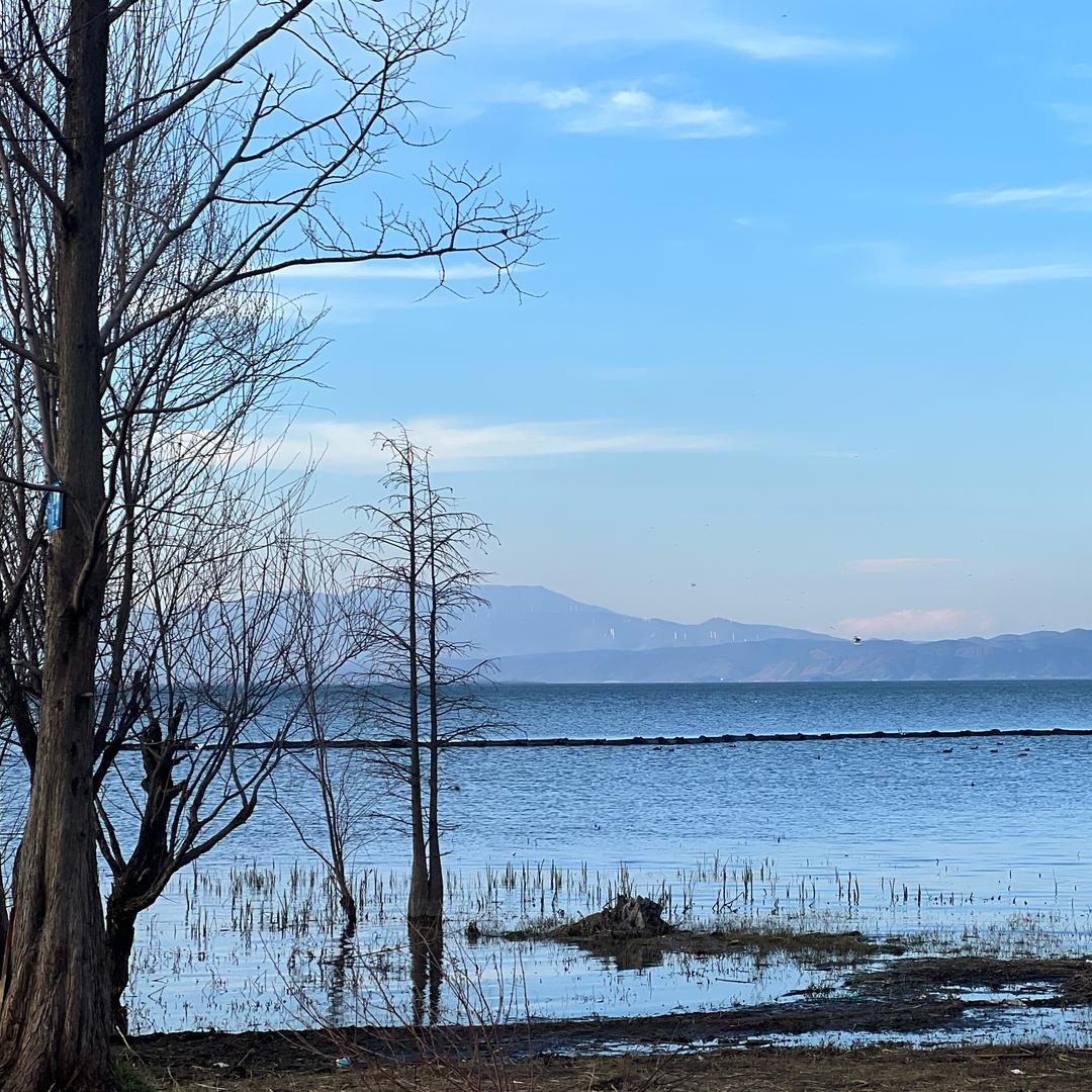 🌸花开🌸富贵🌸