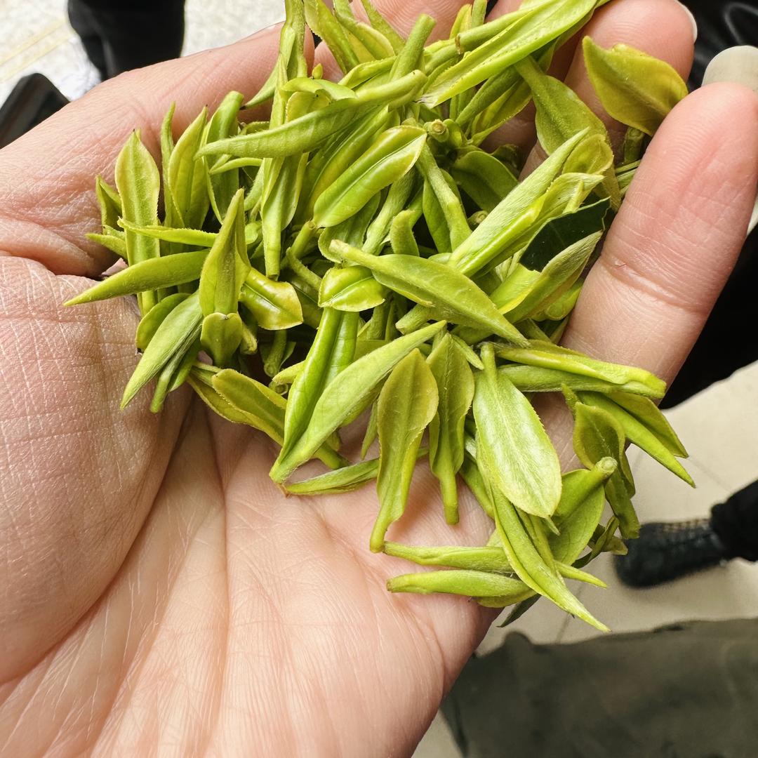 春芽安吉高山白茶